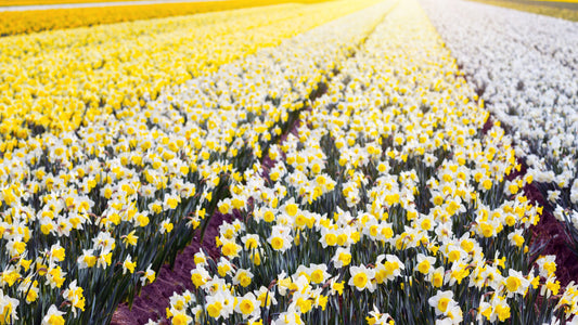 Flower of the Month - Daffodil