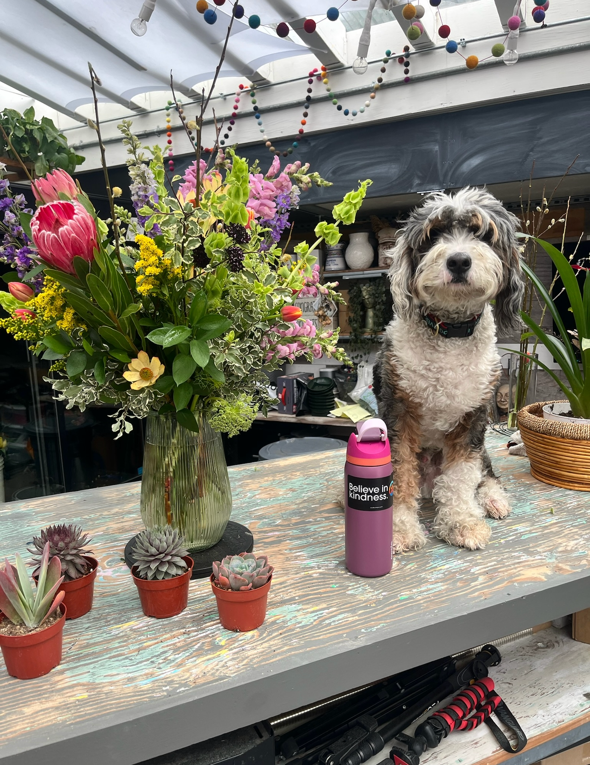 Dog sitting on a table with flowers and plants in a greenhouse setting