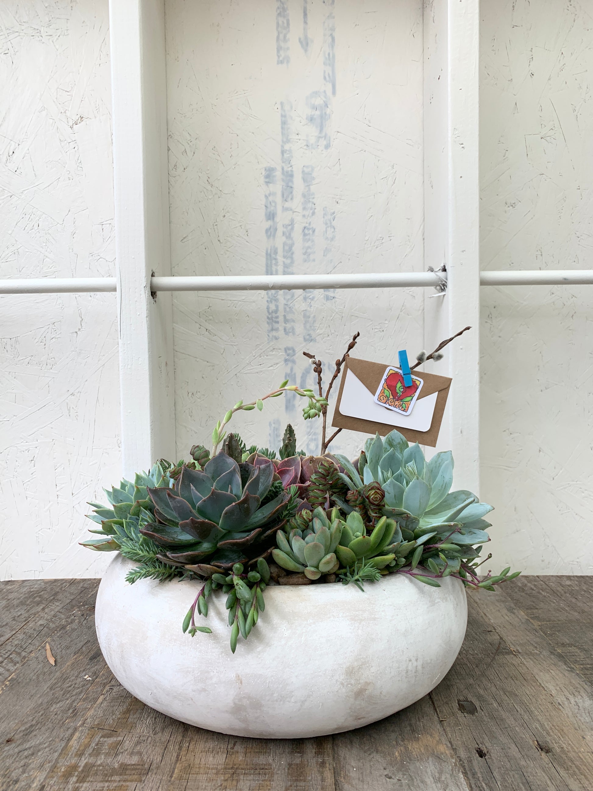 encinitas succulents Plant Arrangements Encinitas